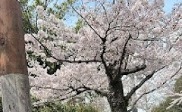 ブログ更新　「五月山でお花見」