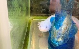 ブログ更新　「毎日ぷかぷか日記（ひまわり） 」